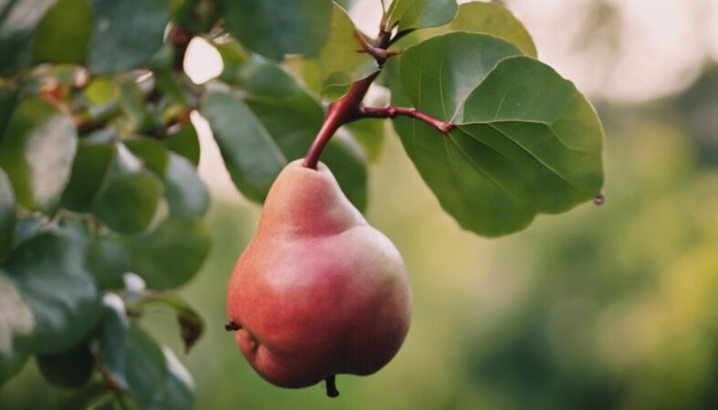 small sweet winter pear