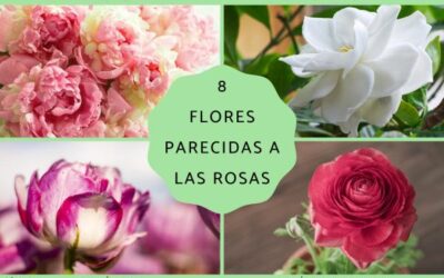 8 flores que parecen rosas descubre bellezas similares