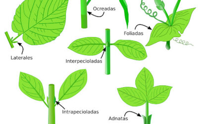 anatoma vegetal 101 5 partes clave y sus funciones explicadas