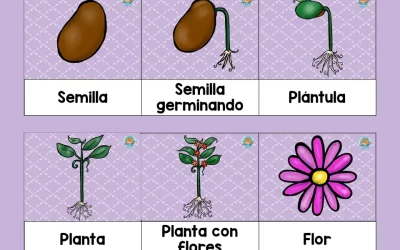 ciclo de vida de una planta con flores desde la semilla hasta la floracin