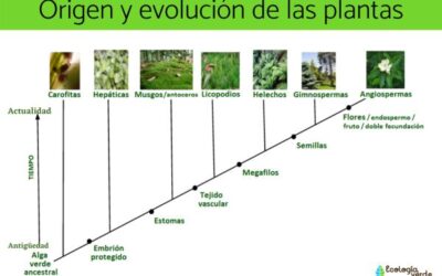 evolucin de las plantas una lnea de tiempo y visin general desde sus orgenes