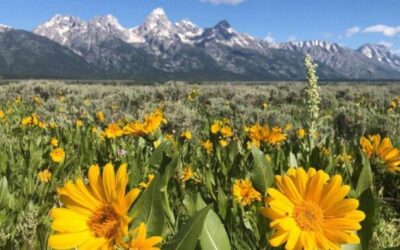 flora y fauna de alemania un ecosistema diverso para explorar