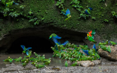 flora y fauna de ecuador un paraso de biodiversidad explorado