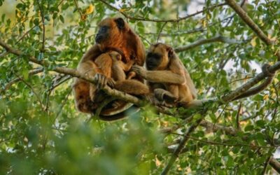 la rica biodiversidad de brasil explorando su flora y fauna