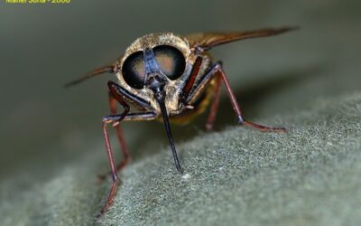 liblulas son estas elegantes insectos una amenaza de picadura