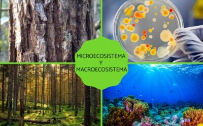 microecosistema y macroecosistema definiciones y ejemplos