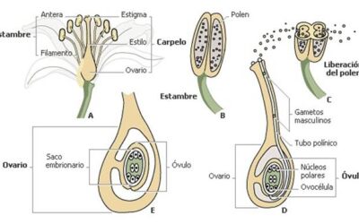 nutricin de las plantas explicada procesos esquemticos y pautas