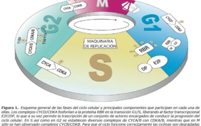 partes de la semilla revelando las funciones dentro del ncleo del maz