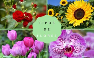 puedes nombrar 15 flores exticas y hermosas