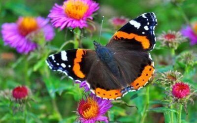 qu consumen las mariposas y en qu hbitats habitan