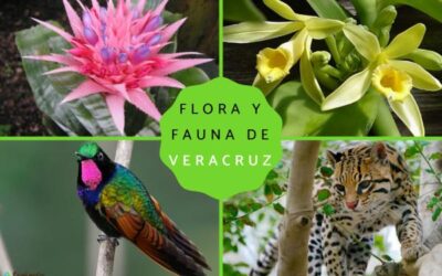 qu incluye la gua de flora y fauna de veracruz