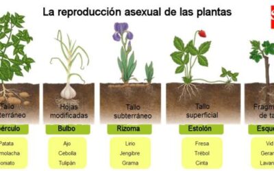 10 plantas sexuales y asexuales una gua completa con imgenes