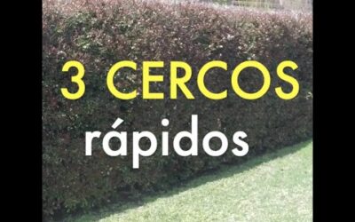 15 plantas de crecimiento rpido para resultados rpidos en el paisajismo