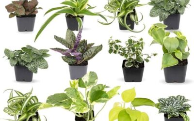 15 plantas verdes de interior exuberantes para una decoracin vibrante en el hogar