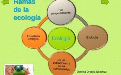 clasificacin ambiental comprendiendo nuestro entorno