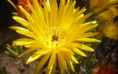 cuidado de flores rayito de sol prosperando con la planta lampranthus