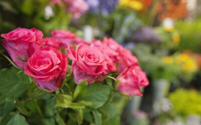 cuntos tipos de rosas existen explora ms de 15 variedades
