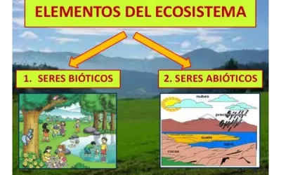 qu constituye un ecosistema mixto una gua de exploracin