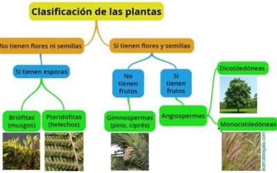 qu sabes sobre los tipos y caractersticas de los arbustos