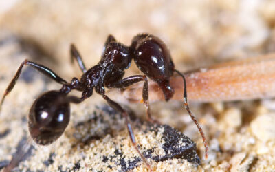 tipos de hormigas negras descubre 10 especies nicas hoy