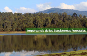 bosques y selvas los beneficios esenciales que nos proporcionan