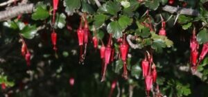 cuidado de la planta de fucsia consejos para que tu belleza en maceta prospere