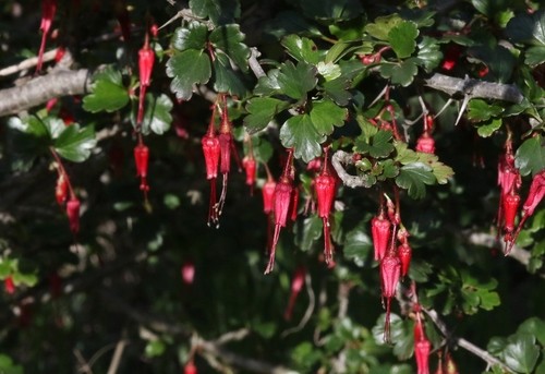 cuidado de la planta de fucsia consejos para que tu belleza en maceta prospere