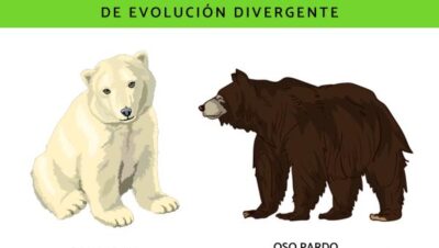 cules son las causas y ejemplos de la evolucin divergente