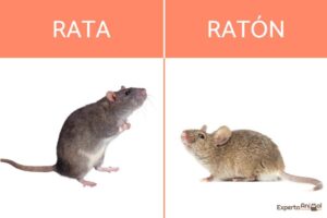 cules son las diferencias clave entre una rata y un ratn