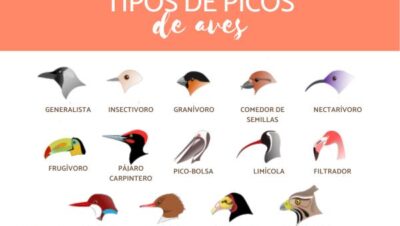 cules son los diez tipos principales de picos de aves