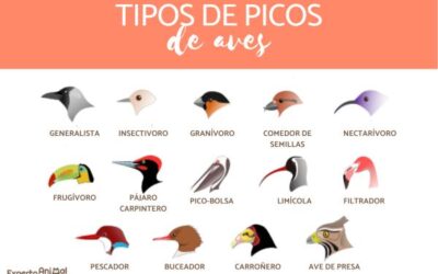 cules son los diez tipos principales de picos de aves