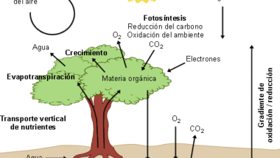 elementos de la biosfera explorando sus capas y caractersticas