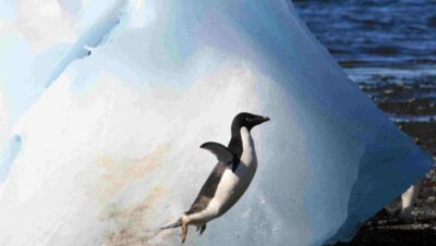 la flora y fauna de la antrtida explorando la vida en el hielo