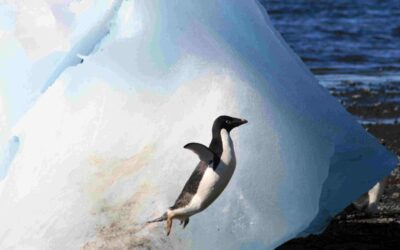 la flora y fauna de la antrtida explorando la vida en el hielo