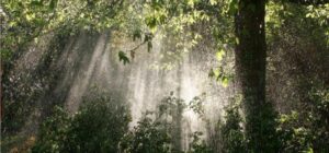 por qu es tan crucial para nosotros conservar la flora y la fauna