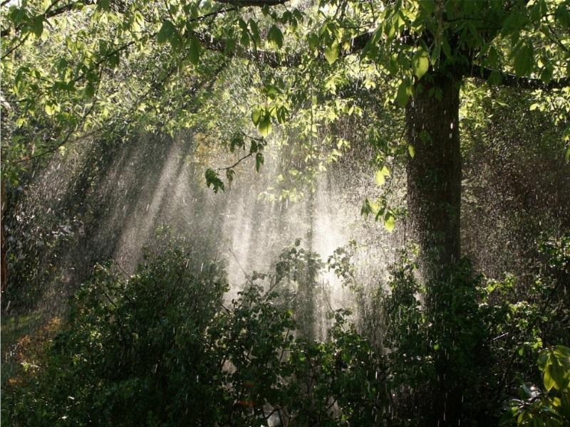 por qu es tan crucial para nosotros conservar la flora y la fauna